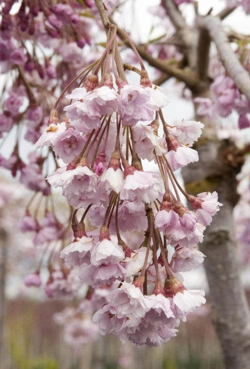 Laburnum x waterei 'Pendula' (yellow)