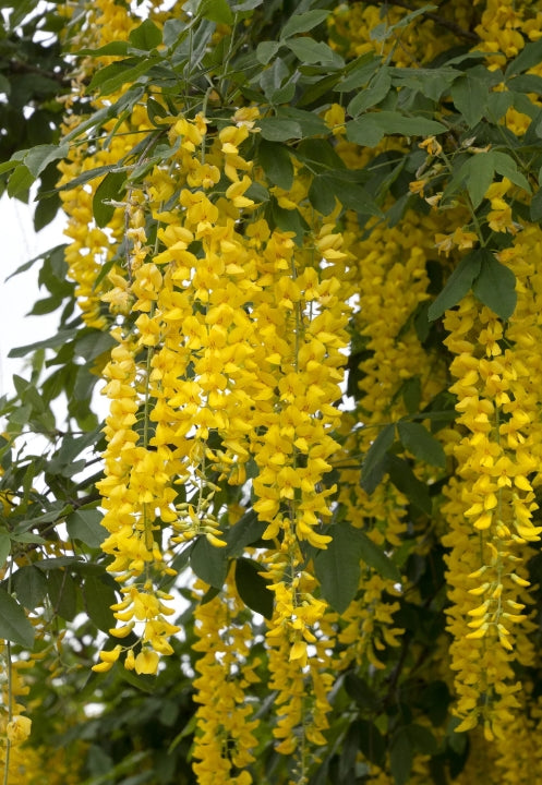 Laburnum x waterei 'Vossii' (yellow)