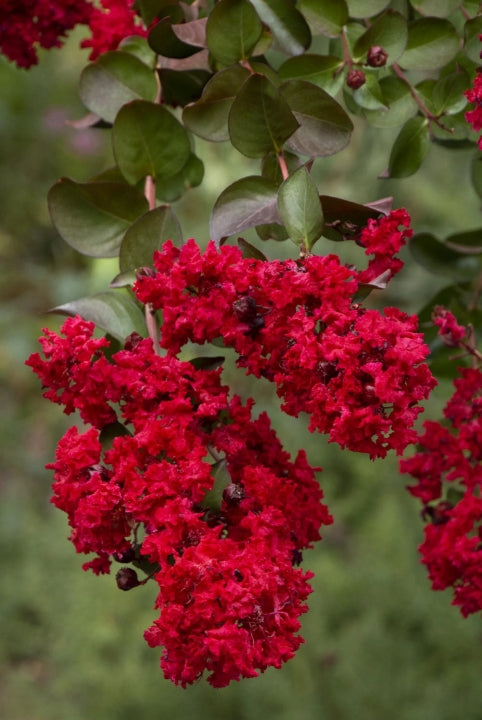 Lagerstroemia 'Dynamite'® (red), PP10296, Multi