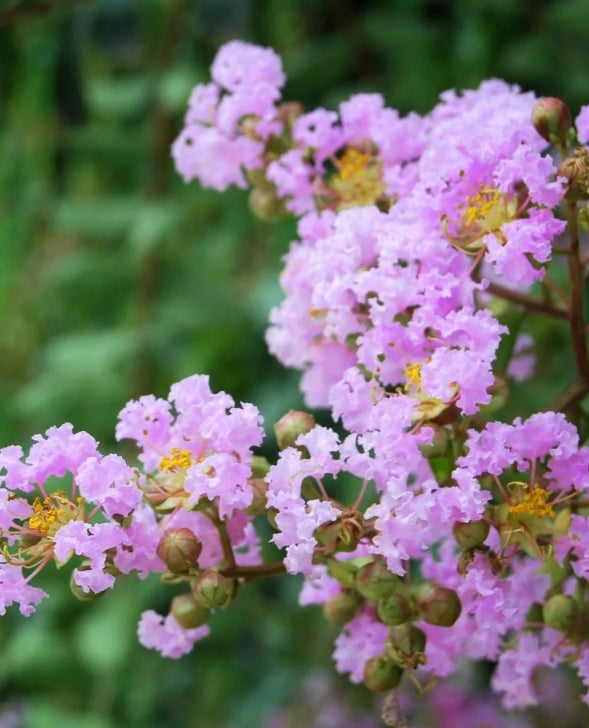 Lagerstroemia 'Muskogee' (lavender), Multi