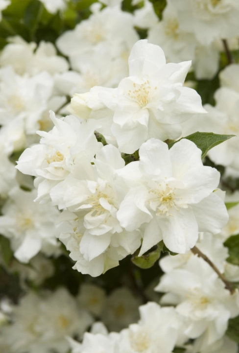 Lagerstroemia 'Natchez' (white)