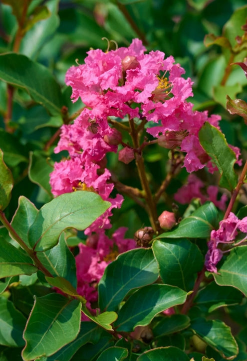 Lagerstroemia 'Tuscarora' (pink), Multi
