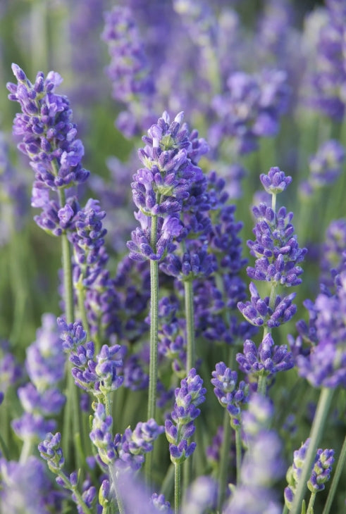 Lavandula angustifolia