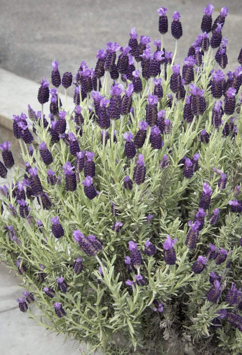 Lavandula stoechas 'Anouk' PP16685