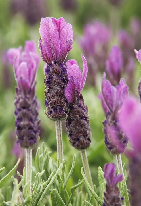 Lavandula stoechas 'Primavera'