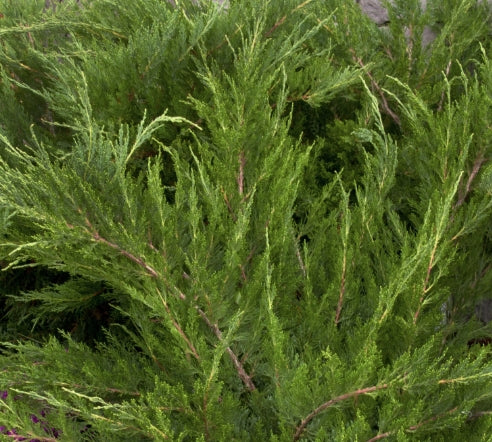 Juniperus chin. 'Mint Julep'
