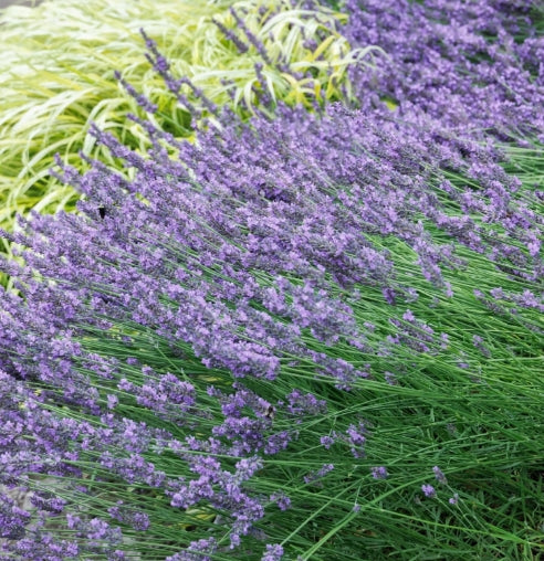 Lavandula x intermedia 'Phenomenal' PPAF