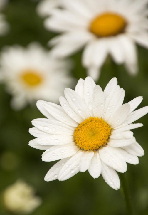 Leucanthemum x s. 'Becky'