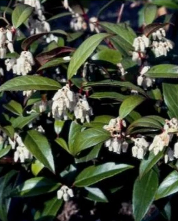 Leucothoe axillaris