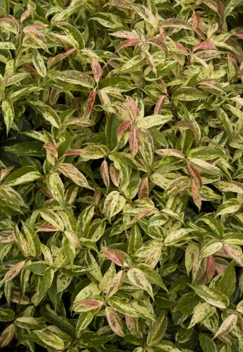 Leucothoe f. 'Rainbow'