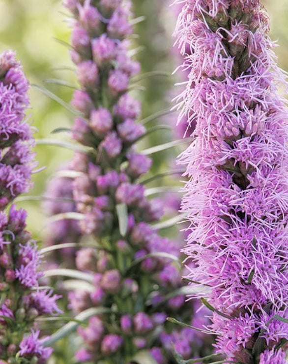 Liatris s. 'Kobold'