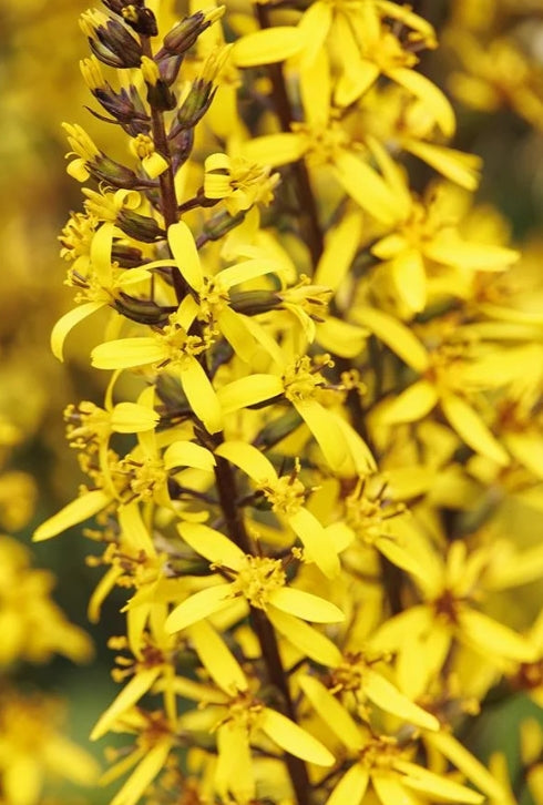 Ligularia 'Little Rocket' PP14621
