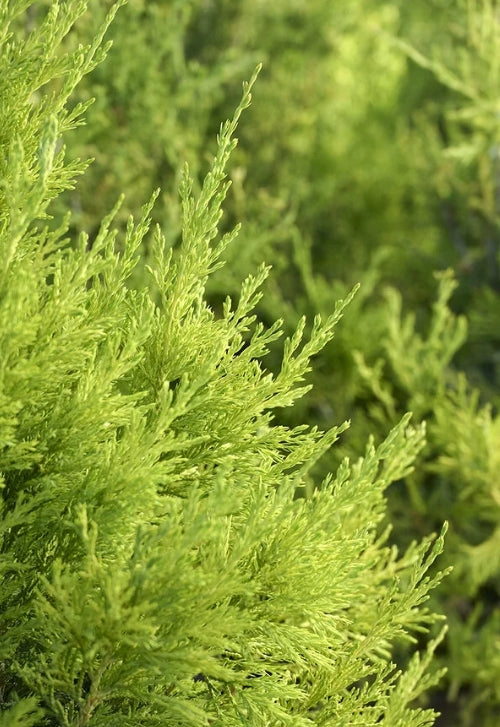 Juniperus chin. 'Spartan', Spiral (CG)