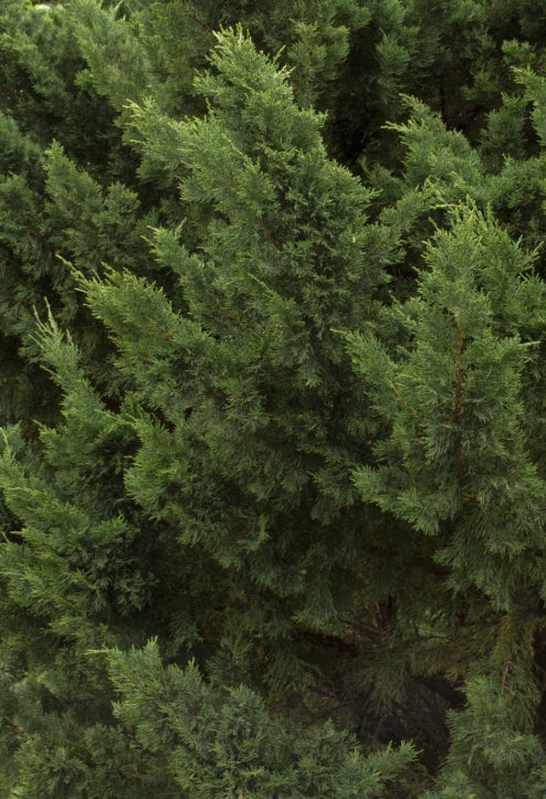 Juniperus chin. 'Torulosa' (CG)