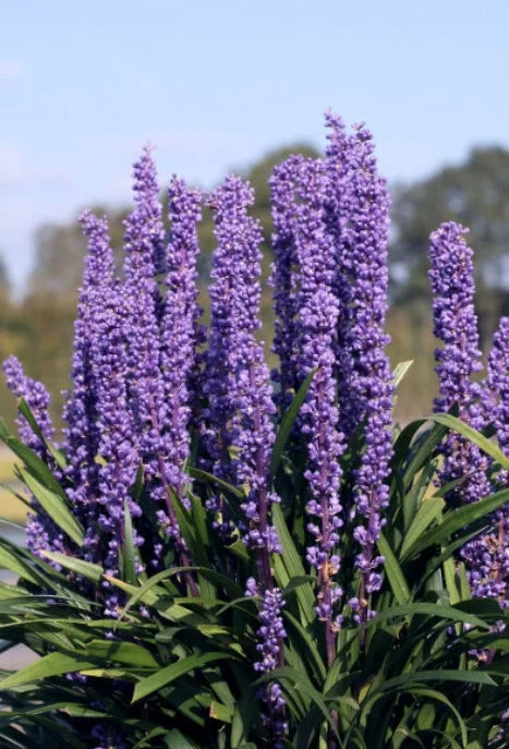 Liriope muscari 'Purple Explosion™'