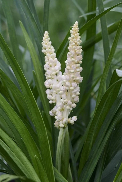 Liriope muscari 'Monroe's White'