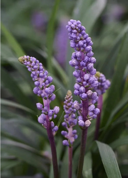 Liriope muscari 'Royal Purple'