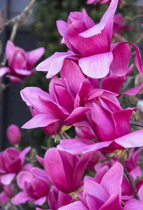 Magnolia 'Vulcan' (red)