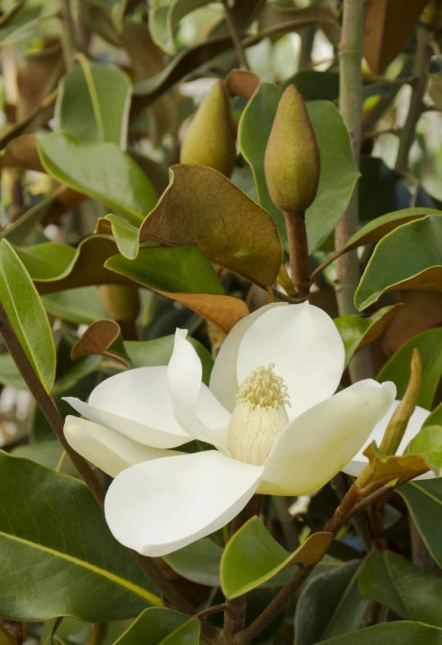Magnolia gr. 'Bracken's Brown Beauty (white) (CG)