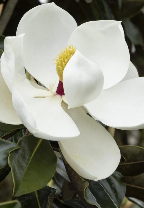 Magnolia gr. 'Little Gem' (white) (CG)
