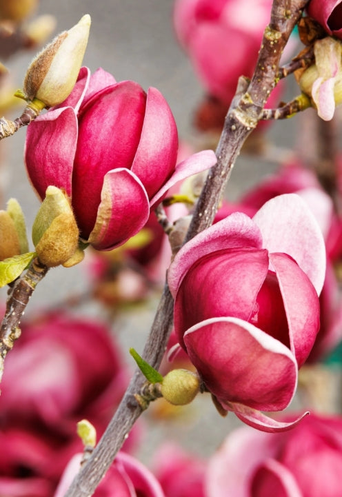 Magnolia soul. 'Genie'