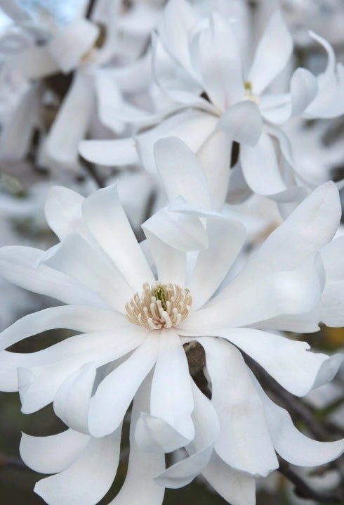 Magnolia stellata 'Royal Star' (white) (CG)