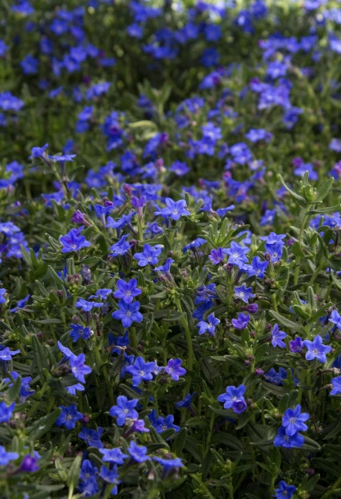 Lithodora diffusa 'Grace Ward'
