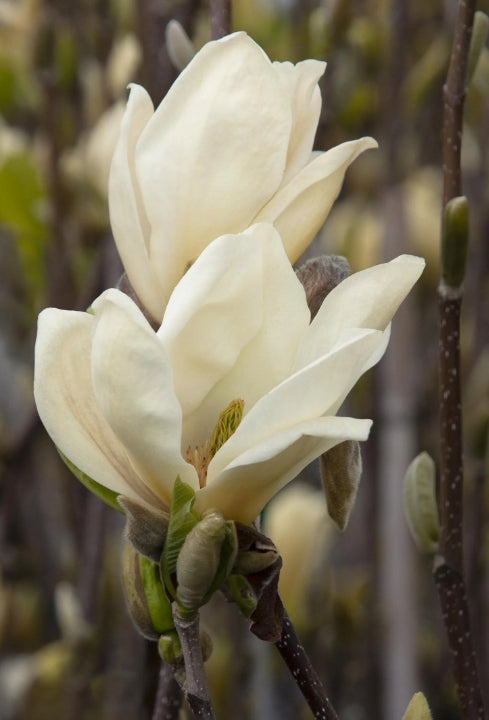 Magnolia x 'Elizabeth' (yellow)