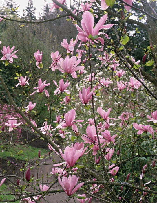 Magnolia x 'Galaxy' (purple)