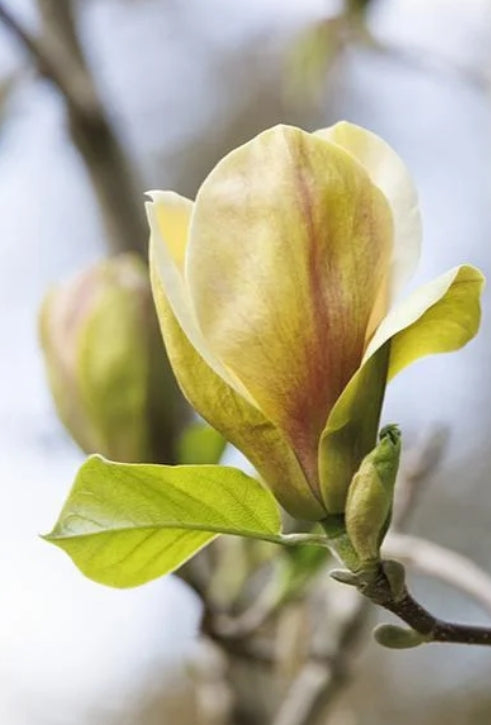 Magnolia x 'Sunsation' (yellow)