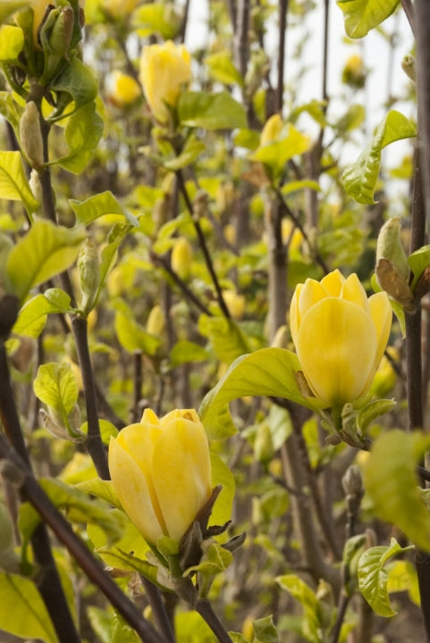 Magnolia x 'Yellow Bird' (yellow)