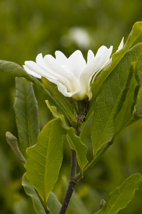 Magnolia x loeb. 'Dr. Merrill' (white) (CG)