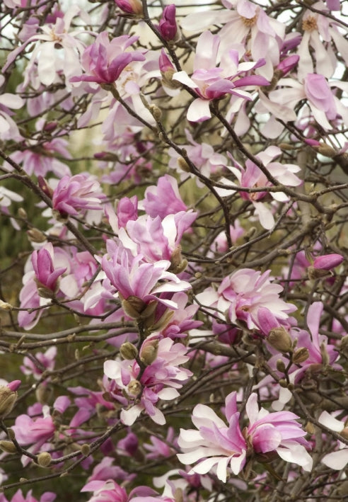 Magnolia x loeb. 'Leonard Messel' (pink)