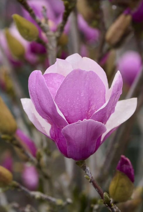 Magnolia x Soul 'Alexandrina' (fuchsia)