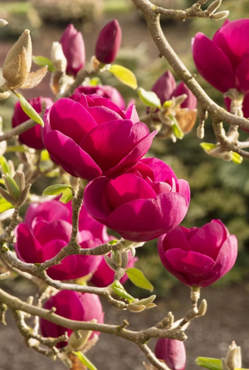 Magnolia x soul. 'Black Tulip' ™ (purple)