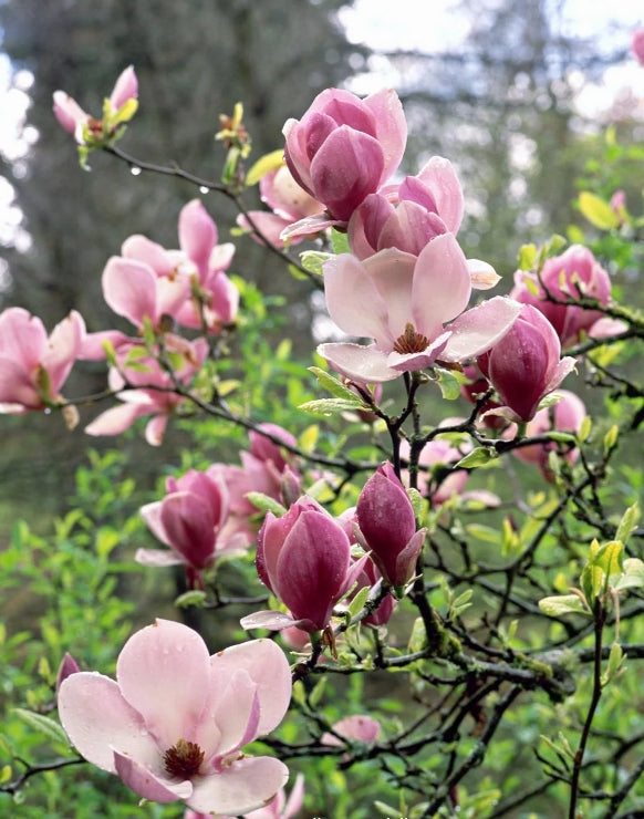 Magnolia x soulangiana (white/purple)
