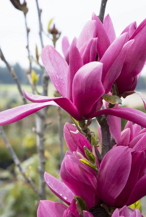 Magnolia x. 'Burgundy Star™'