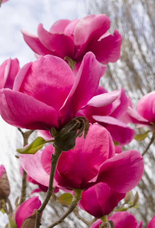 Magnolia x. 'Felix'®