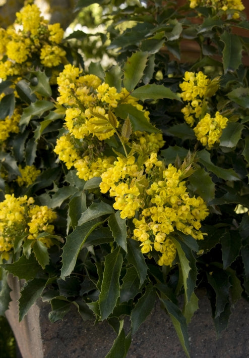 Mahonia aquifolium 'Compacta'