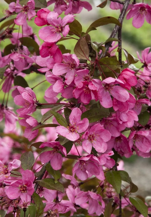 Malus x 'Prairifire' (CG) (double pink), Shrub Form