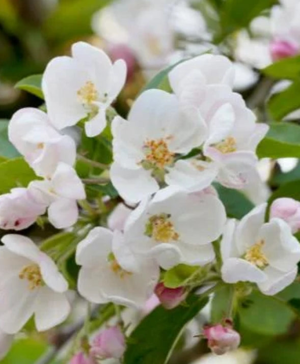 Malus x 'Snowdrift' (white)