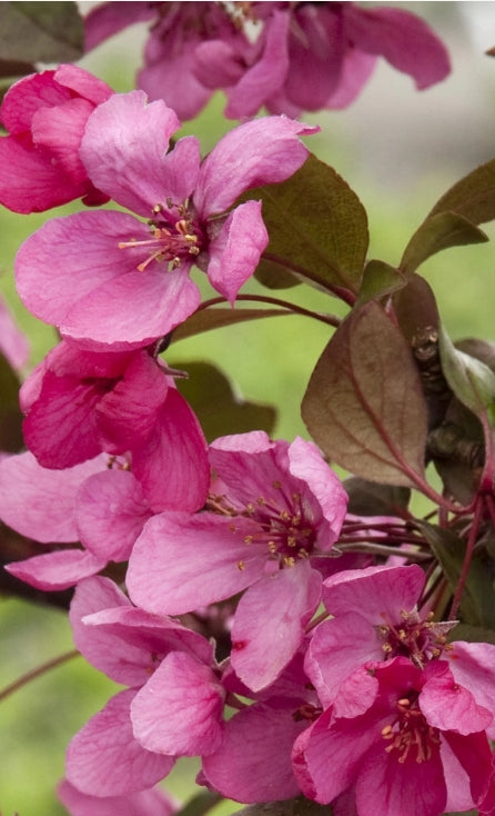 Malus x Royal Raindrops® PP14375