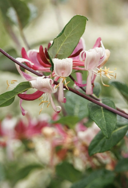 Lonicera per. 'Peaches and cream' PPAF (white/pink)