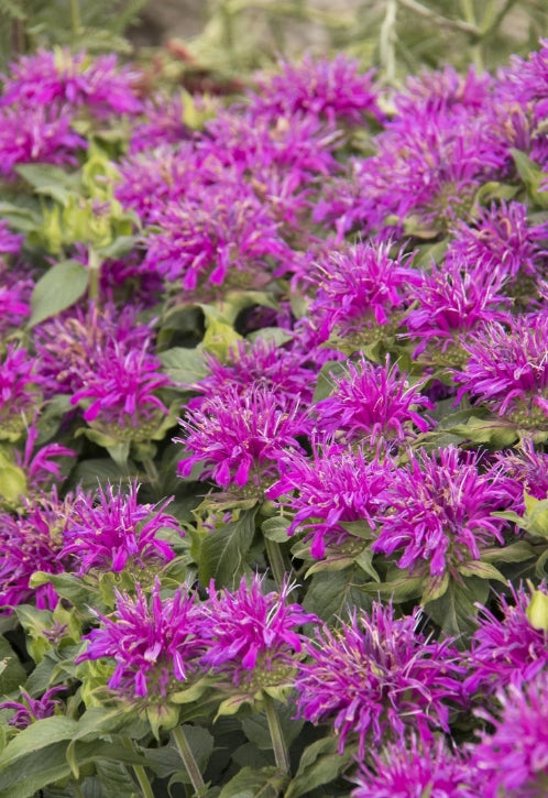 Monarda d. Balmy™ 'Lilac'