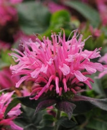 Monarda d. Balmy™ 'Pink'