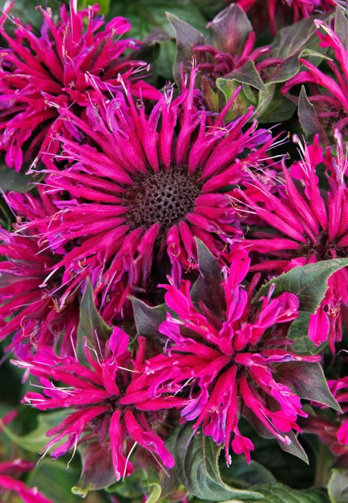Monarda d. Balmy™ 'Purple'