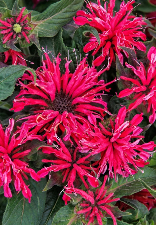 Monarda d. Balmy™ 'Rose'