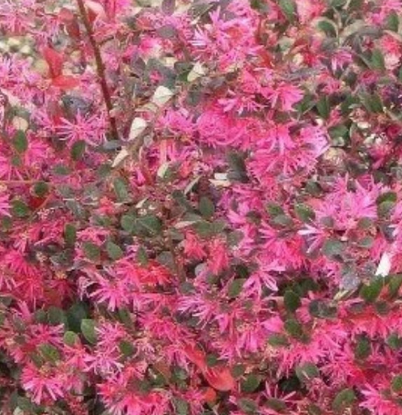 Loropetalum chinensis 'Pipa's Red' (rose)
