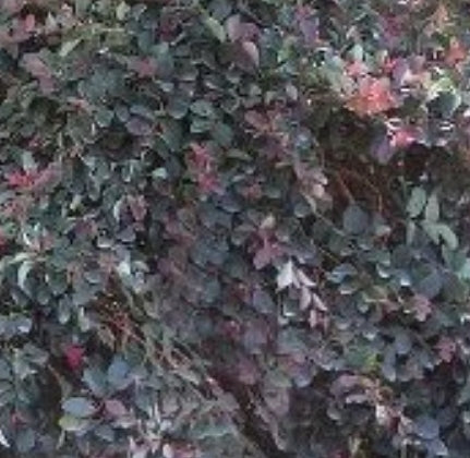 Loropetalum chinensis 'Pipa's Red' (rose)