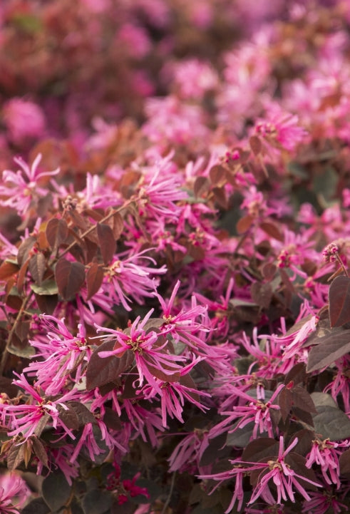 Loropetalum chinensis 'Sizzling Pink'